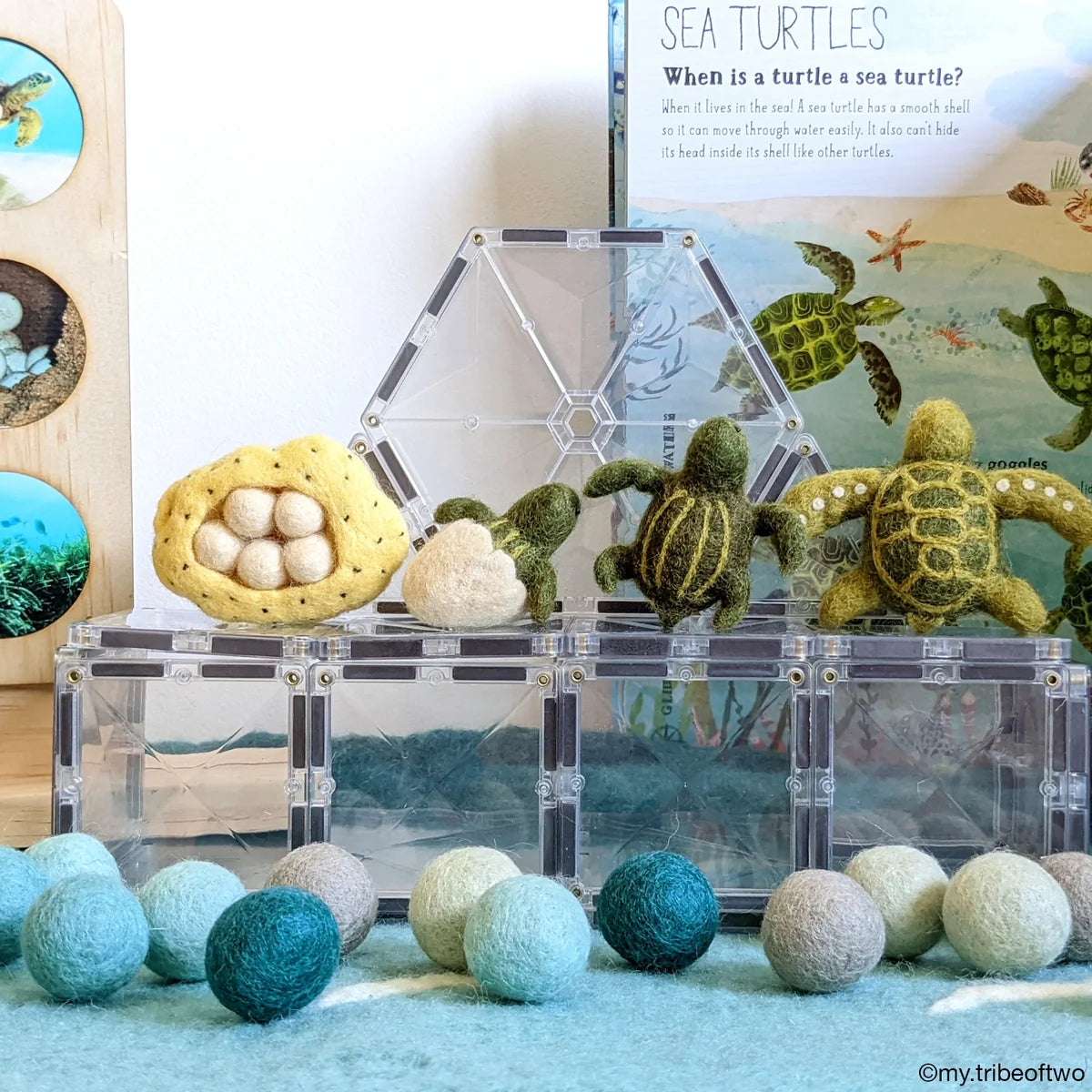 Life cycle of Green Sea Turtle Stuffed Toy